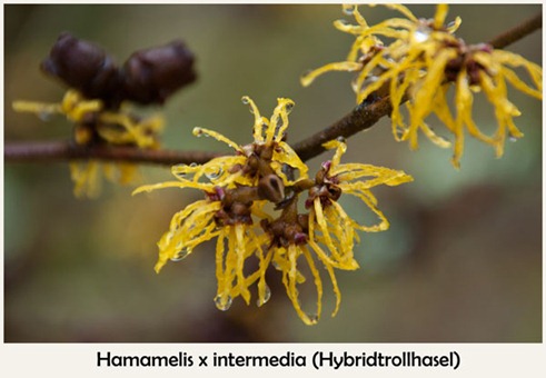 Hamamelis-x-intermedia