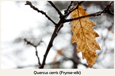 Quercus_cerris