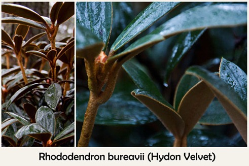 Rhododendron_bureavii