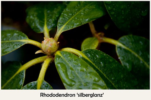 Rhododendron_silberglanz