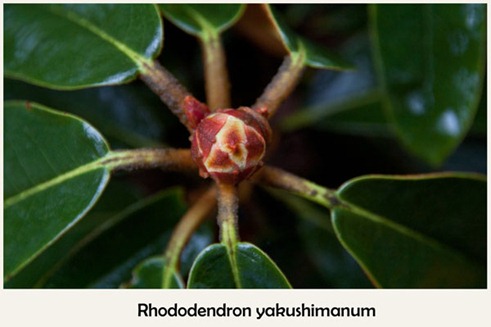 Rhododendron_yakushimanum